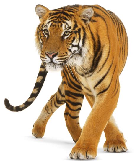 Tiger Png