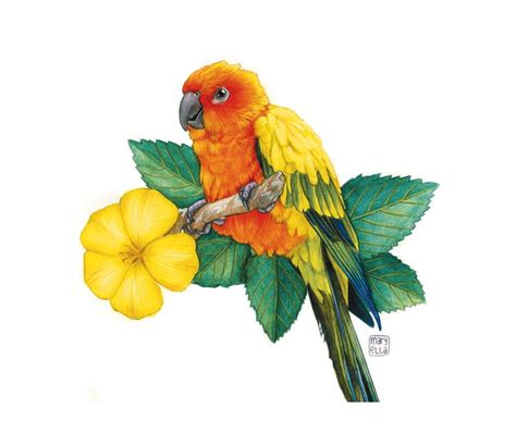 Sun Conure Art Print Watercolor Pencils And Acrylic Drawing Etsy In