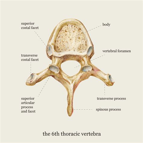 6th Thoracic Vertebrae Coaster Anatomy Art And Medical Etsy Anatomy