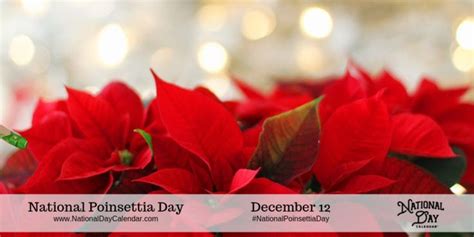 National Poinsettia Day December 12 Poinsettia Poinsettia Plant