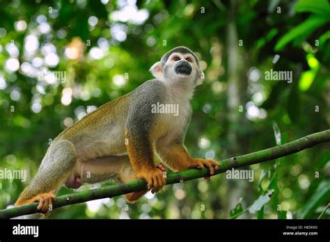 South American Squirrel Monkey Saimiri Sciureus Amacayacu National