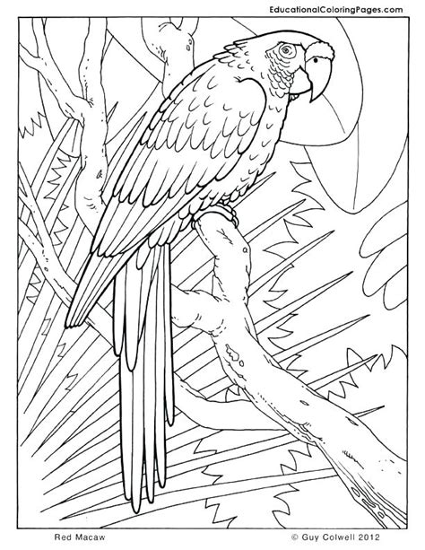 Jungle Printable Coloring Pages at GetColorings.com | Free printable