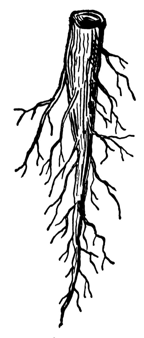 Download diagramm images and photos. Tap Root | ClipArt ETC