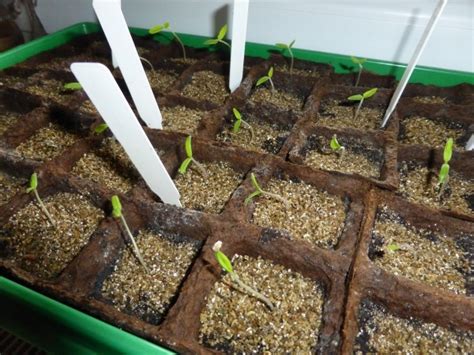 Tomaten selber ziehen Ein Tagebuch von der Aussaat bis zur Pflanzung