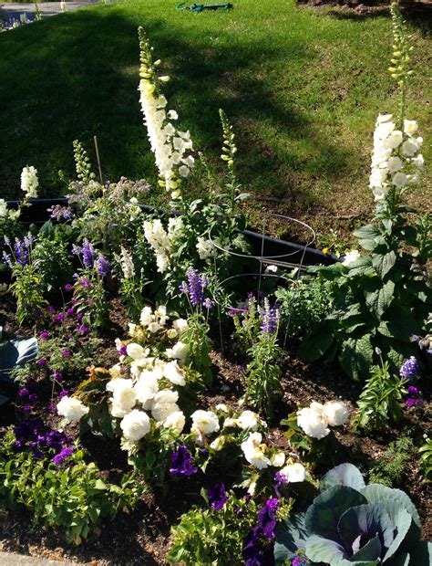 Sending sympathy flowers lets friends and family know you are sending your heartfelt thoughts, to provide strength, share the sorrow, or send your bagoy's was established in 1922 in anchorage, alaska. Town Square Anchorage, Alaska. | Plants, Garden, Flowers