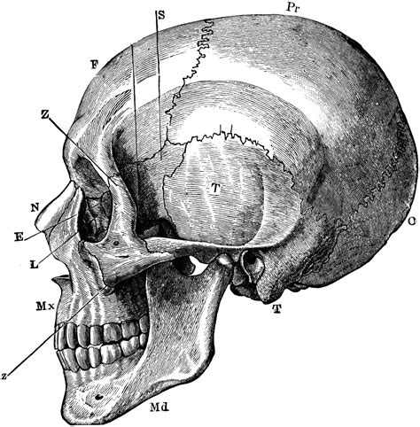 Side View Of The Skull Skull Illustration Bone Drawing Skull Art