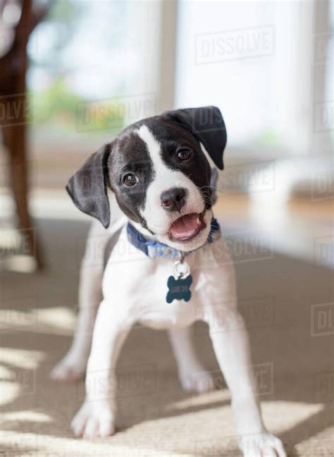 Cute Black And White Puppy With Floppy Ears Stock Photo Dissolve