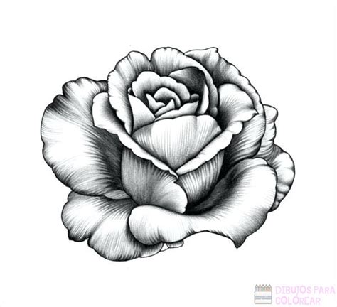 ᐈ Dibujos De Rosas【1000】para Colorear Hoy Dibujos Para Colorear