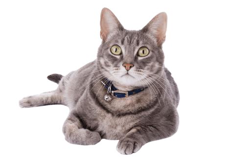 How much does domestic adoption cost. How Much Does It Cost To Adopt a Cat | Cat Adoption Fee