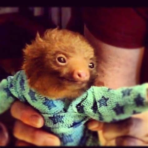 Baby Sloth In Star Pajamas Baby Sloth Cute Sloth Pictures Cute Wild