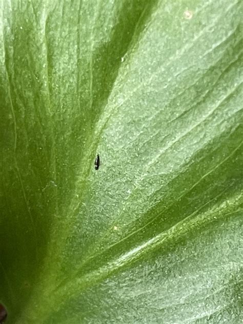 What Are These Little Black Bugs On My Plant Theres Not Many But