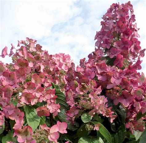 Maybe you would like to learn more about one of these? Rispenhortensie Mega Mindy® - Hydrangea paniculata Mega ...