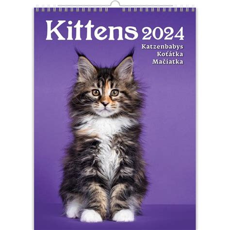 C180 24 Kleine Katten Kalender 2024 Bol