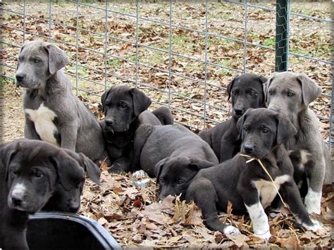 In progress, puppy crate trained: Great Pyredane (Great Dane and Great Pyrenees Mix) | Great ...