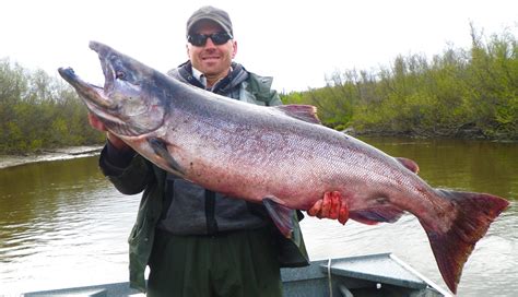 The chilled salmon segment drove the majority of the increase currency advantages have partially mitigated the rising price of salmon for french importers. Alaska King Salmon - Alaska Fishing Guide | Fishtale River ...