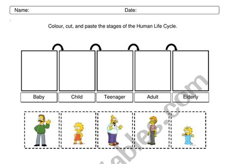 Human Life Cycle Worksheet Worksheets For Kindergarten