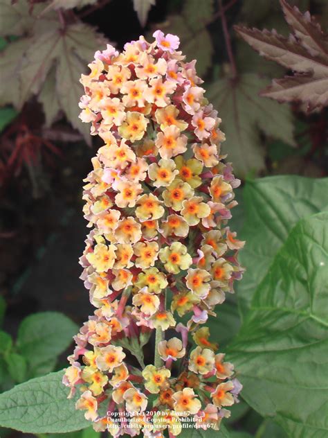 We did not find results for: Hummingbird Gardening cubit: Plants database: Buddleja ...