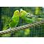 8 Top Friendly Pet Bird Species That Are Excellent Companions
