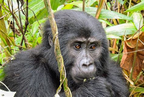 Wild Gorilla In Bwindi Uganda Stock Image Image Of Wildlife Forest