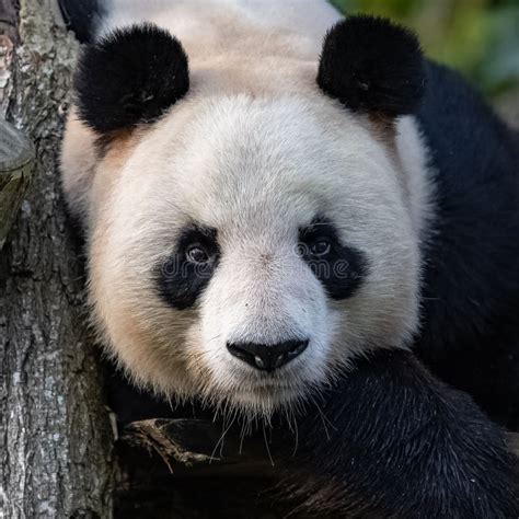 A Giant Panda Portrait Stock Image Image Of Ailuropoda 263003085