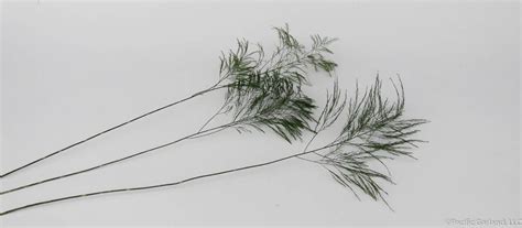Order your fresh foliage online today! Fresh Floral Greens and Greenery by Pacific Garland Tagged ...
