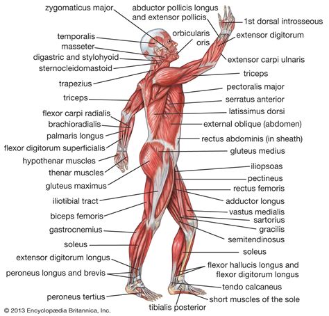 Labelled Muscular System Front And Back Labelled Diagram Of Skeletal