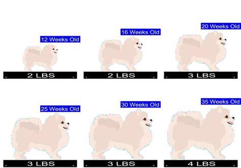 Pomeranian Growth Chart Pomeranian Weight Calculator