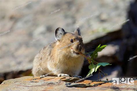 American Pika Mouse Hare Coney Ochotona Princeps With A Bundle Of