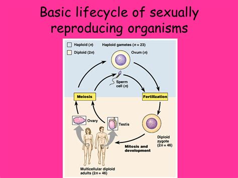 Sexual Reproduction Presentation Biology