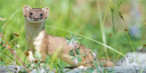 Where Do Weasels Live The Smallest Carnivorous Mammals