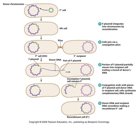 Revision Notes Mcat Chromosome Microbiology Genetics Bullet