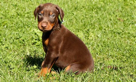 😀if you would like more information about our puppies check out our. Doberman Puppy by Doberman4Life on DeviantArt