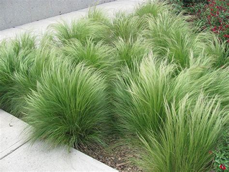 55 Best Ideas For Garden Plants With Low Maintenance 31 Grasses