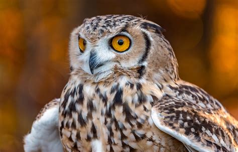 Wallpaper Owl Bird Desert Owl Images For Desktop Section животные