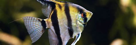 Angelfish 101 Complete Care And Species Guide 2023