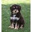 Aussiedoodle Dog Breed Temperament Diet Training Character  Platpets