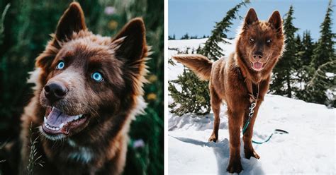 This Extremely Rare Brown Siberian Husky With Blue Eyes Is The Most