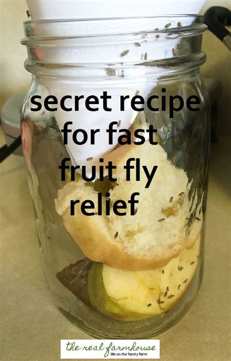 How To Get Rid Of Fruit Flies Naturally The Best Way Results In 5