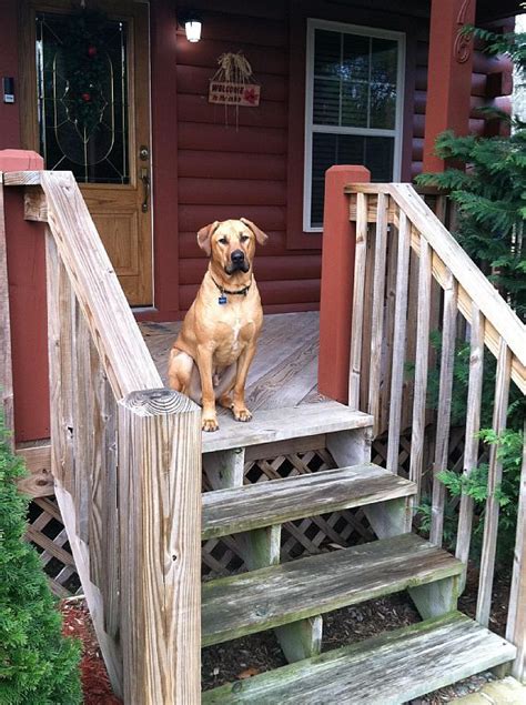 We do not allow cats, puppies or unauthorized animals into our pet friendly vacation homes. Hendersonville Cabin Rental: Log Cabin, Pet Friendly ...