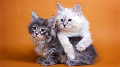 Siberian cats are a russian national treasure. Siberian - Information, Characteristics, Facts, Names