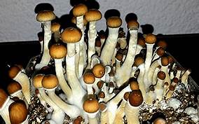 From magic mushroom to forbidden fungus (and back) Th?id=OIP