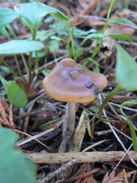 Bc Psilocybe Cyanescens Mushroom Hunting And Identification