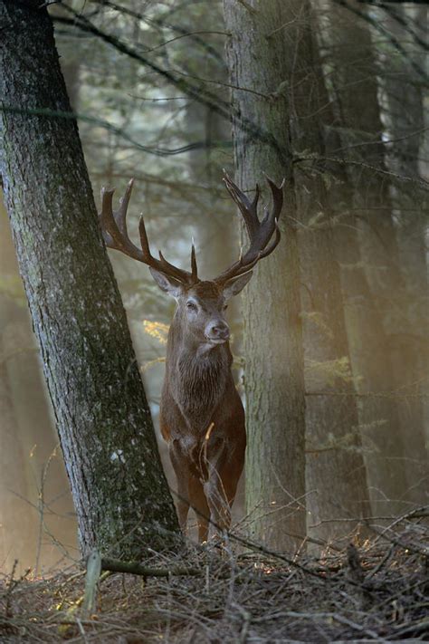Majestic Stag Red Deer In The Woods Photograph By Wonderfulearth
