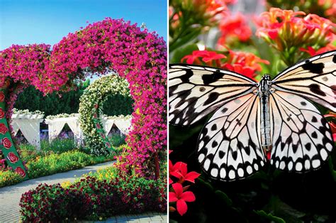 Dubai Miracle Garden And Butterfly Garden Tickets And Infos