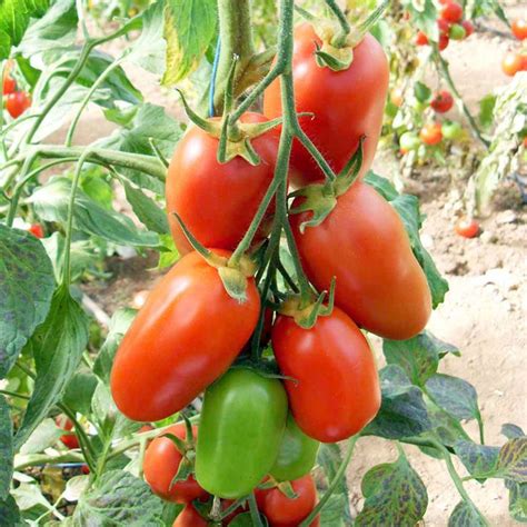Red Plum Tomatoes Planting Vegetables Growing Vegetables Tomato Seeds