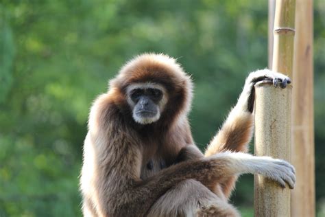 Free Images Animal Wildlife Wild Zoo Mammal Fauna Primate