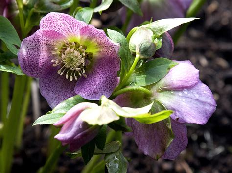 Flowering Plants That Dazzle In The Winter Sheknows