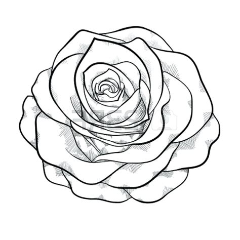 Rose Outline Rose Drawing Outlines Outline Kid Marvellous Roses And 