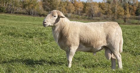 Katahdin Dorper Sheep