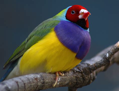 Biologia Vida Diamente Gould Um Pássaro Extremamente Colorido